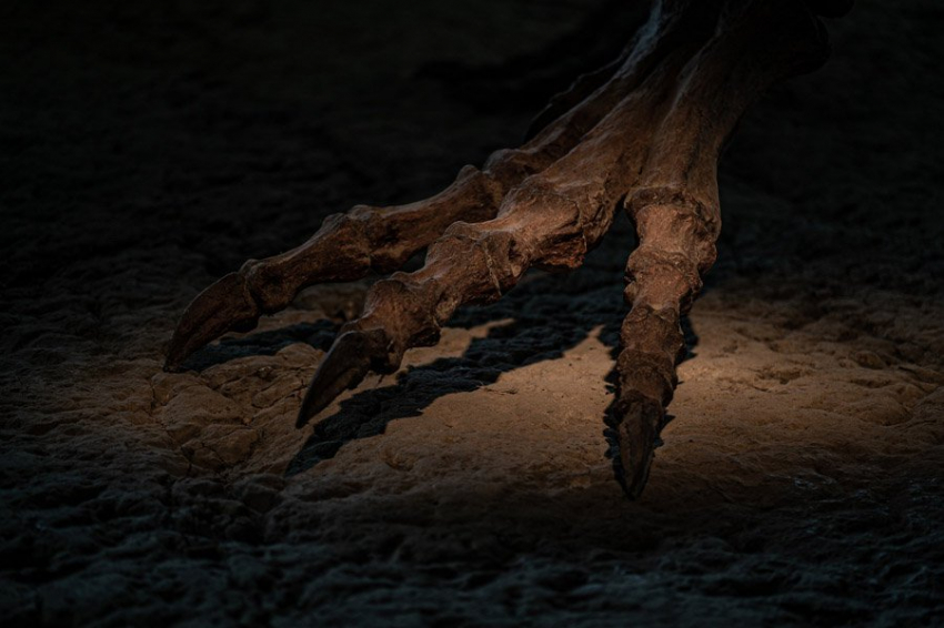 Обнаруженный в Мексике новый динозавр может перевернуть историю тираннозавров