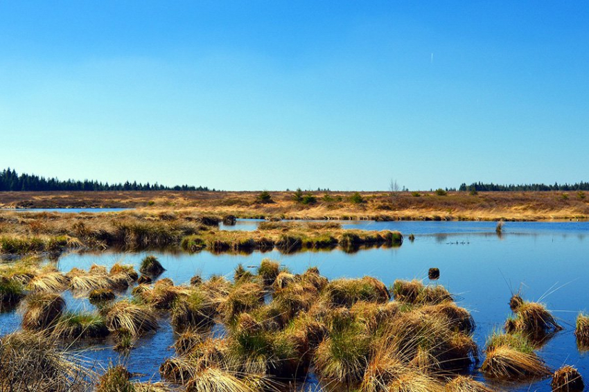 CEE: болота обеспечивают экономически эффективную защиту побережья.