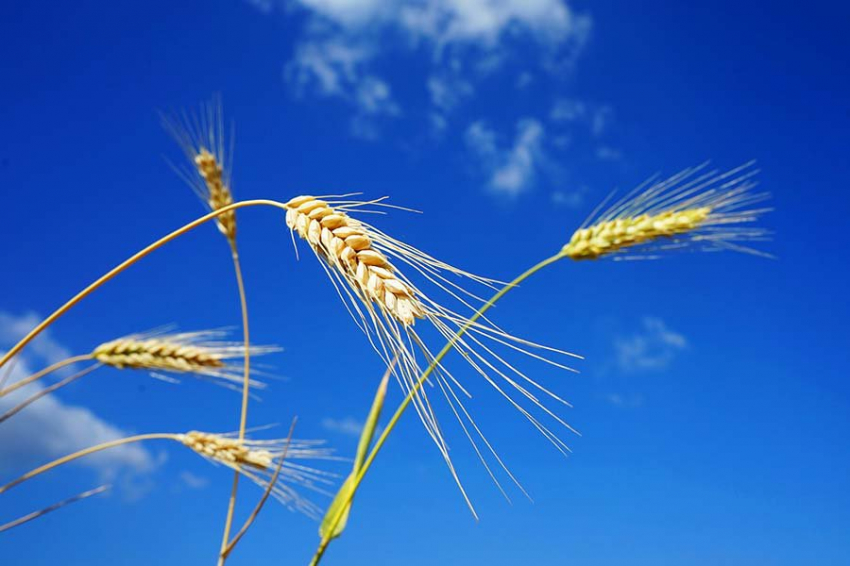 SA: средневековые люди отдавали приоритет выращиванию зерновых