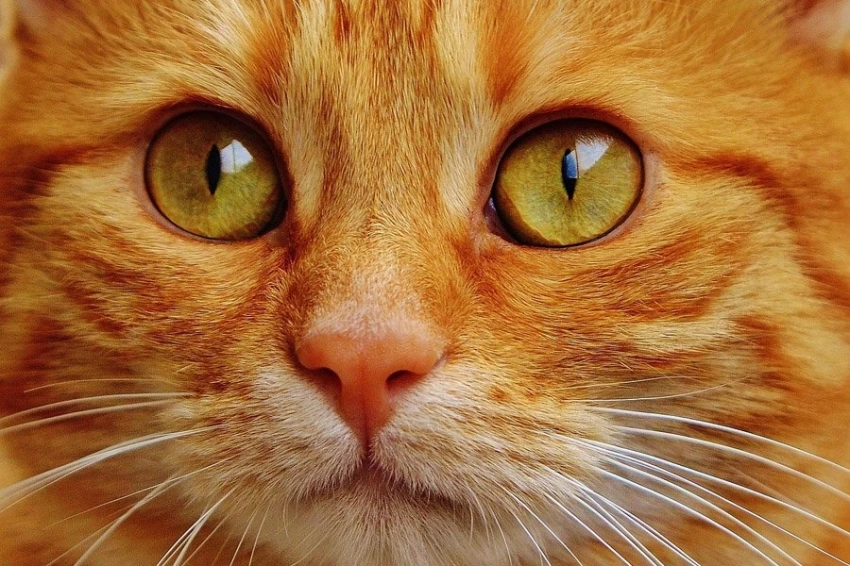 Ученые наконец-то нашли ген, отвечающий за рыжую шерсть у кошек