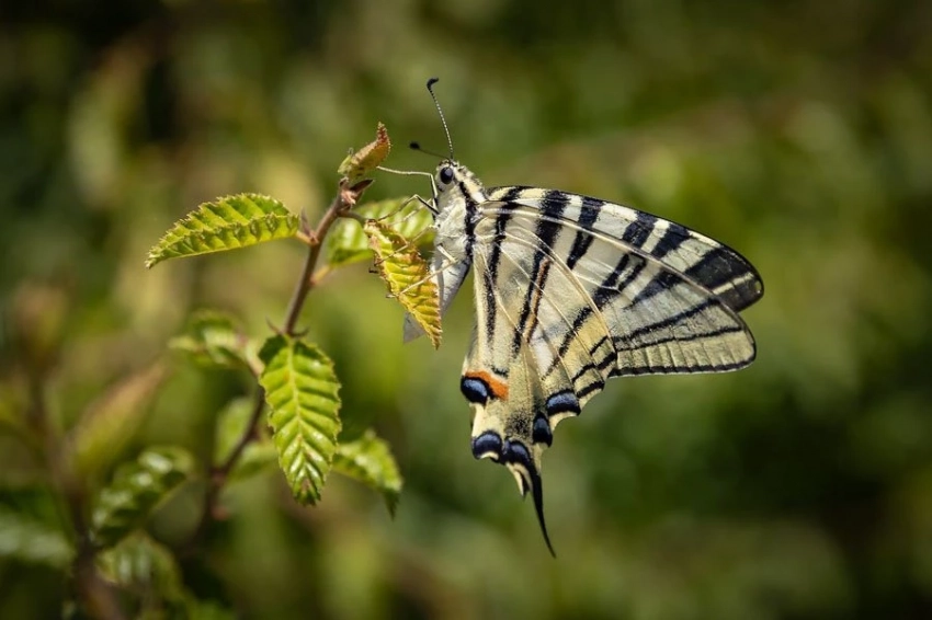 МикроРНК раскрывает эволюционную тайну окраски крыльев бабочек и моли