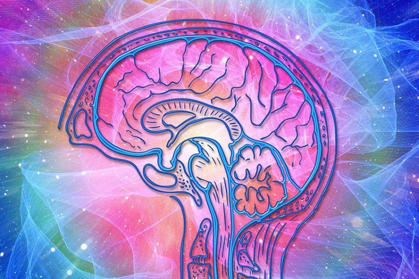 Раскрыт механизм работы мозга, лежащий в основе эмпатических реакций