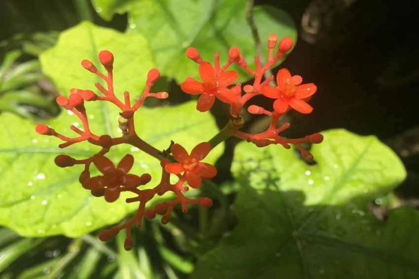 Нейросети впервые удалось расшифровать язык растений