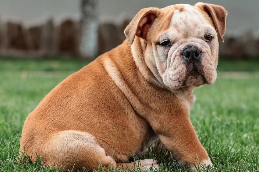 «Четыре к одному»: правда или миф о возрасте собак?