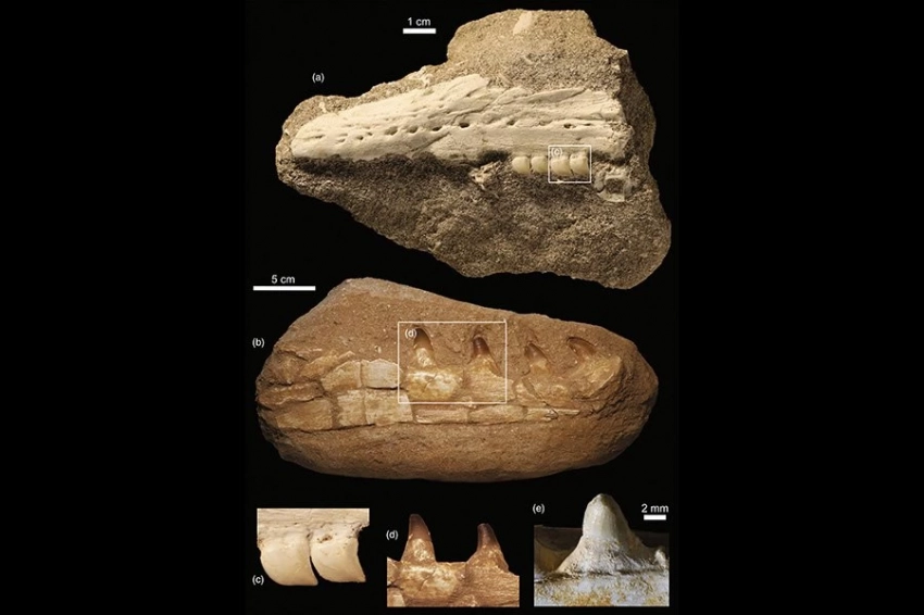 Ученые поставили под сомнение подлинность окаменелостей нового вида мозазавра