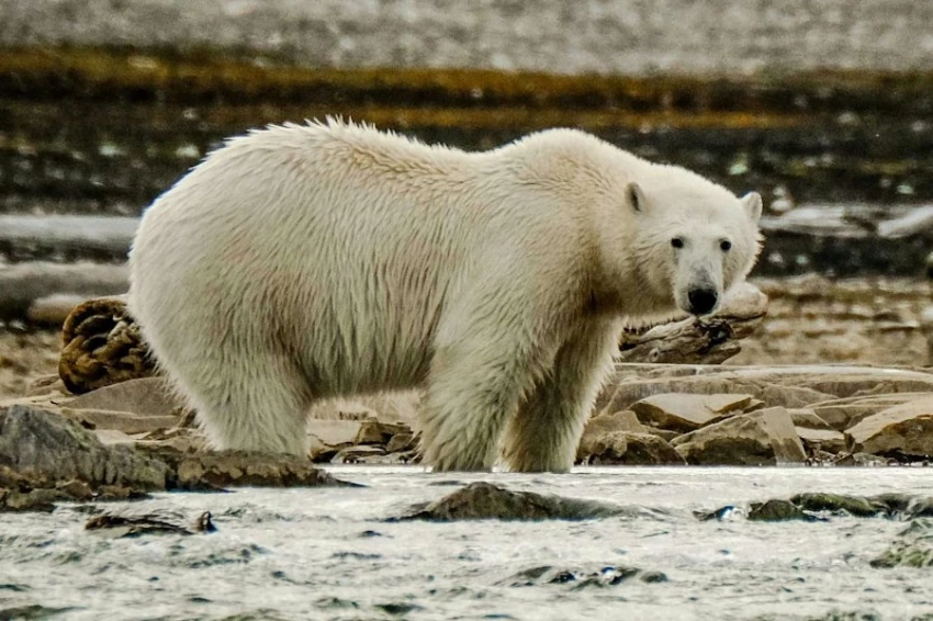 Арктика тает: учёные предупредили об угрозах для жизни на севере