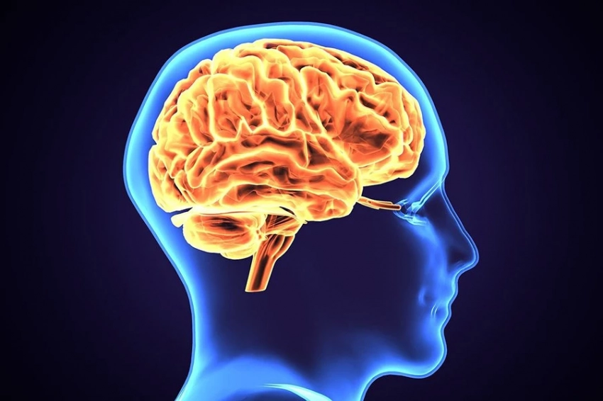 Старение микроглии клеток мозга связано с неврологическими расстройствами