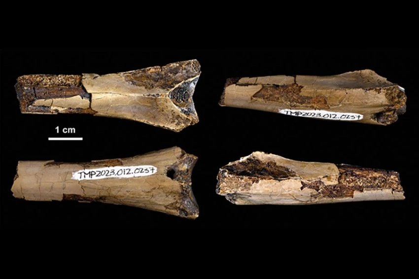 Редкая окаменелость птерозавра показывает укус крокодила 76 миллионов лет назад