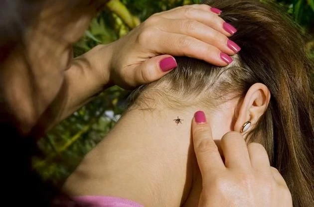 Опасность под ногами: клещи в Подмосковье переносят анаплазмоз