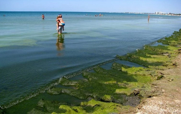 Несмотря на запрет: Туристы продолжают купаться в Анапе несмотря на угрозы прошлогоднего мазутного разлива
