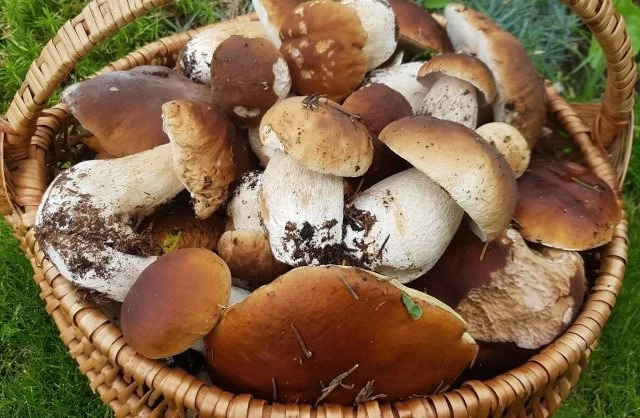 Приметы и поверья на 8 августа 2025 связаны с днем Ермолая