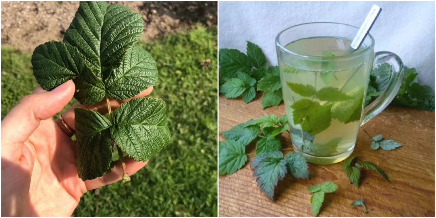 Ароматный напиток для здоровья: какие листья малины подходят для чая, как его приготовить